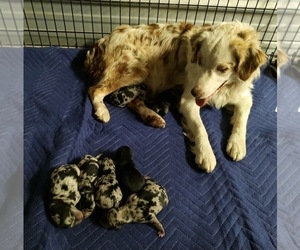 Mother of the Aussiedoodle puppies born on 03/11/2022