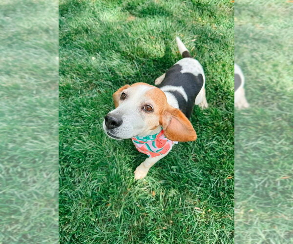 Medium Photo #8 Beagle Puppy For Sale in Evansville, IN, USA