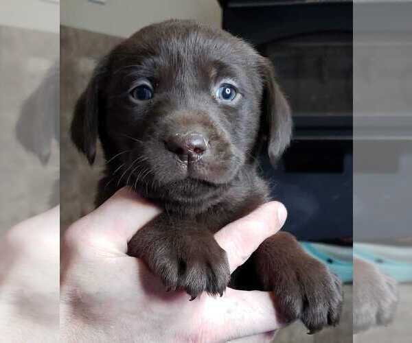 Medium Photo #15 Labrador Retriever Puppy For Sale in OLYMPIA, WA, USA