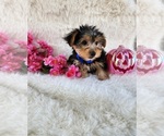 Small #2 Morkie