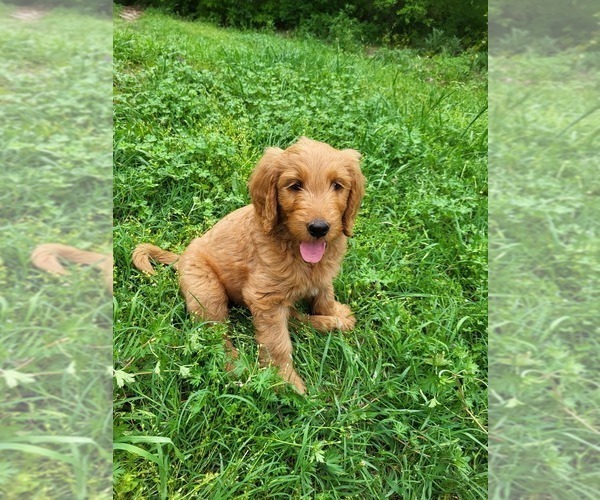 Medium Photo #2 Goldendoodle Puppy For Sale in AZLE, TX, USA
