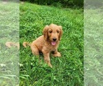 Small Photo #2 Goldendoodle Puppy For Sale in AZLE, TX, USA