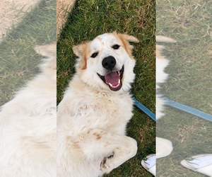 Great Pyrenees-Unknown Mix Dogs for adoption in Dallas, TX, USA