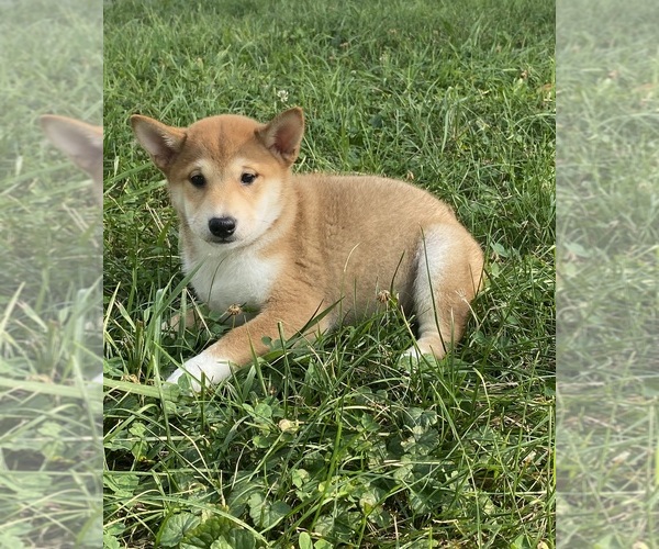 Medium Photo #5 Shiba Inu Puppy For Sale in CANOGA, NY, USA