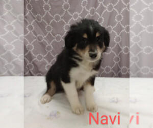 Miniature Australian Shepherd Puppy for sale in CAMPBELL, MN, USA