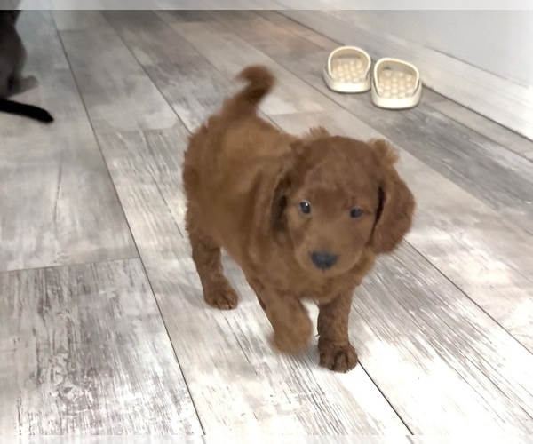 Medium Photo #4 Golden Retriever-Poodle (Toy) Mix Puppy For Sale in GIBSONTON, FL, USA