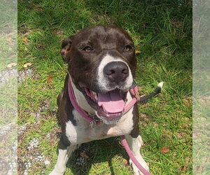 Mutt Dogs for adoption in Yardley, PA, USA