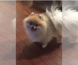 Father of the Pomeranian puppies born on 03/19/2019