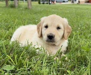 Golden Retriever Puppy for sale in CUB RUN, KY, USA