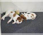 Small Photo #7 Brittany Puppy For Sale in MONTROSE, CO, USA