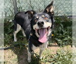 Small #1 Mutt