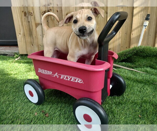 Medium Photo #1 Black Mouth Cur-Unknown Mix Puppy For Sale in oakland, FL, USA