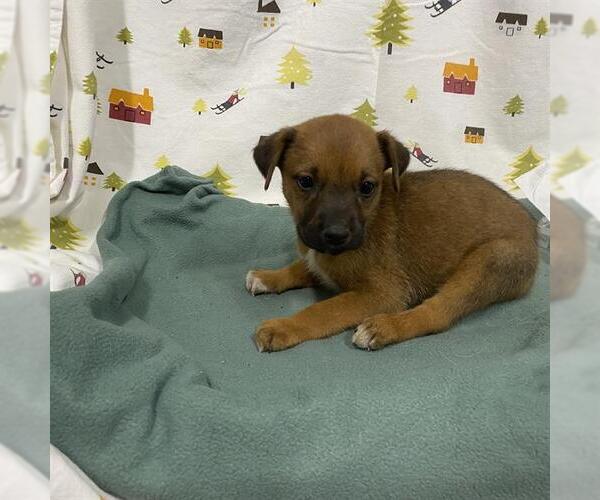 Medium Photo #1 German Shepherd Dog Puppy For Sale in Modesto, CA, USA
