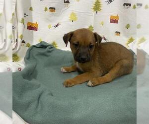 German Shepherd Dog Dogs for adoption in Modesto, CA, USA