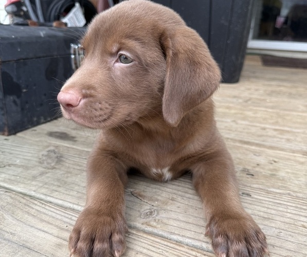 Medium Photo #9 Labrador Retriever Puppy For Sale in SPOTSYLVANIA, VA, USA