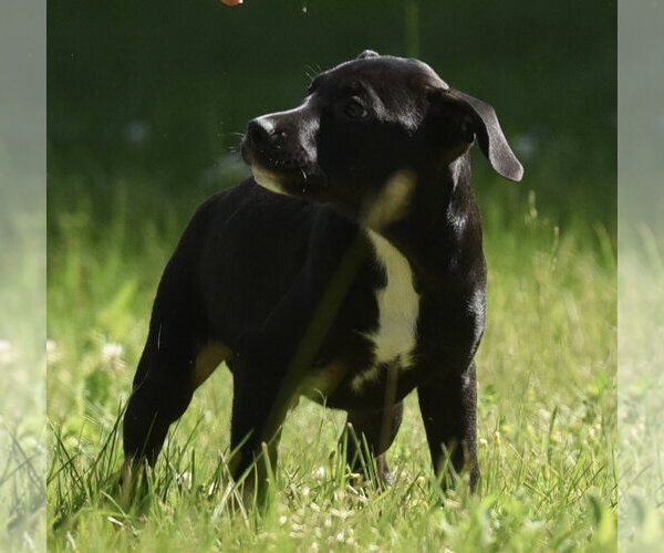 Medium Photo #8 Shepradors Puppy For Sale in Mechanicsburg, PA, USA
