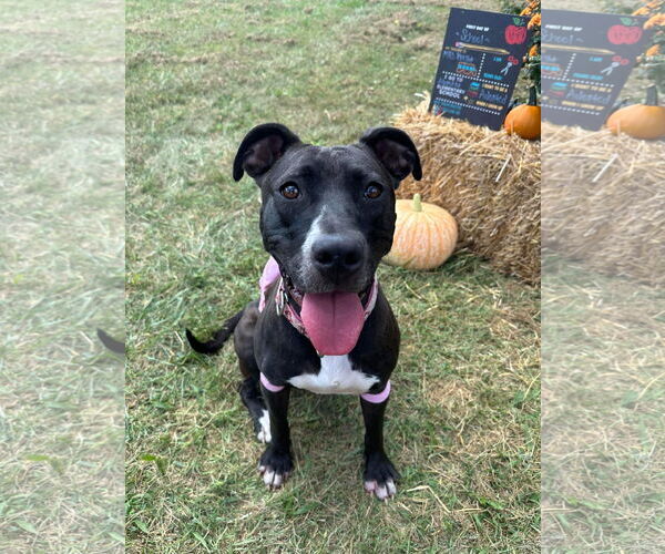 Medium Photo #21 American Pit Bull Terrier-Unknown Mix Puppy For Sale in Germantown, OH, USA