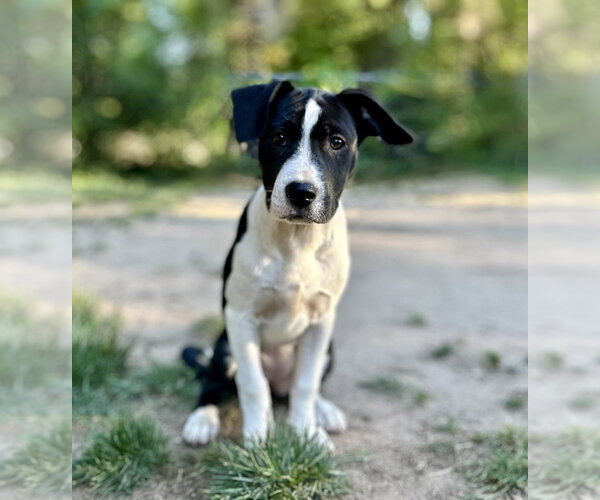 Medium Photo #10 Boxer-Unknown Mix Puppy For Sale in Mooresville, NC, USA