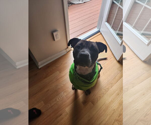 Medium Photo #13 Boxer-Unknown Mix Puppy For Sale in Holly Springs, NC, USA