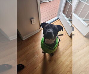 Kobe - Male Boxer-Unknown Mix Dog for Adoption - Photo #13