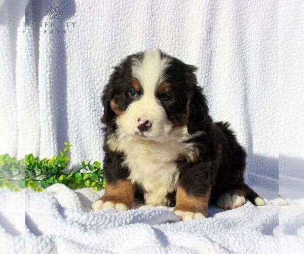 Medium Photo #4 Bernese Mountain Dog Puppy For Sale in GAP, PA, USA