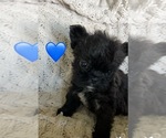 Small #14 French Bulldog