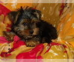Small #2 Yorkshire Terrier