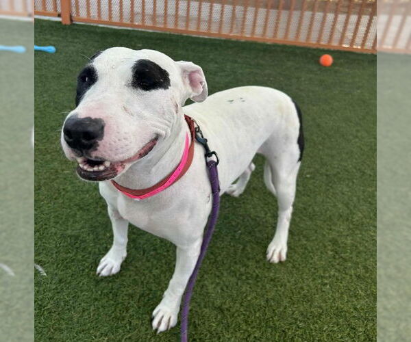 Medium Photo #2 Bull Terrier-Unknown Mix Puppy For Sale in Las Vegas, NV, USA