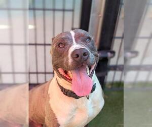 American Pit Bull Terrier Dogs for adoption in Sacramento, CA, USA