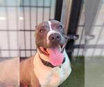 Small American Pit Bull Terrier