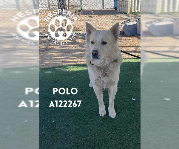 Medium Photo #1 Siberian Husky-Unknown Mix Puppy For Sale in HESPERIA, CA, USA