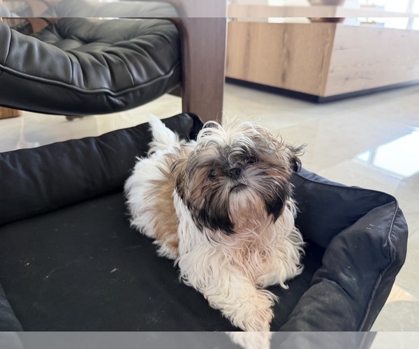 Medium Photo #3 Shih Tzu Puppy For Sale in MERRITT ISLAND, FL, USA