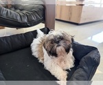 Small #2 Shih Tzu