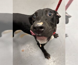 Labrador Retriever-Unknown Mix Dogs for adoption in Peoria, IL, USA