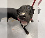Small Labrador Retriever Mix