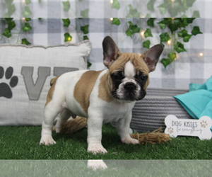French Bulldog Puppy for sale in MARIETTA, GA, USA