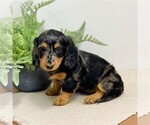 Small Photo #2 Dachshund Puppy For Sale in MIDDLESEX, NY, USA