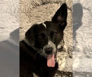 Ziggy - Female Border Collie-Unknown Mix Dog for Adoption - Photo #8