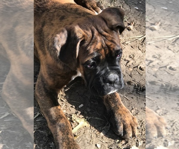Medium Photo #8 Boxer Puppy For Sale in KANSAS CITY, MO, USA