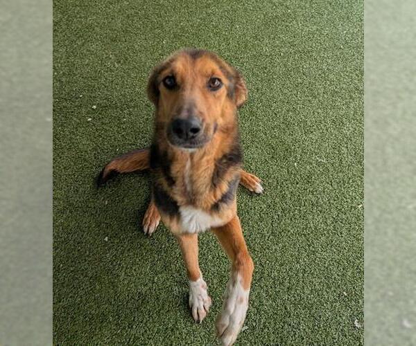 Medium Photo #1 German Shepherd Dog-Unknown Mix Puppy For Sale in San Martin, CA, USA
