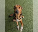 Small German Shepherd Dog Mix