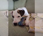 Small #4 American Pit Bull Terrier Mix