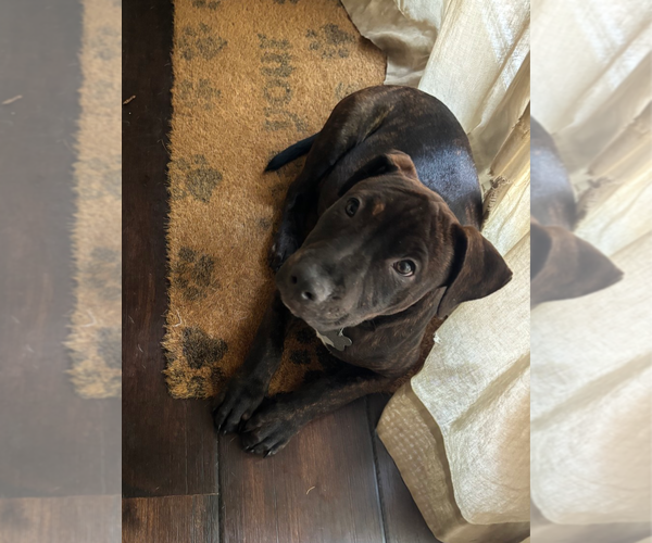 Medium Photo #4 Staffordshire Bull Terrier-Unknown Mix Puppy For Sale in Holly Springs, NC, USA