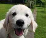 Small Photo #14 English Cream Golden Retriever Puppy For Sale in BELLWOOD, PA, USA