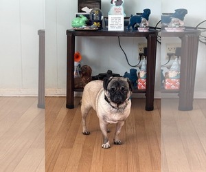 Pug Dogs for adoption in Indianapolis, IN, USA