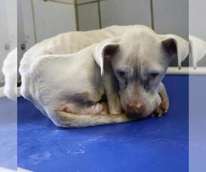 Mutt Dogs for adoption in San Antonio, TX, USA