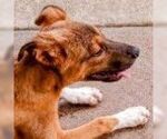 Small #1 German Shepherd Dog Mix
