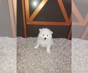 Samoyed Puppy for sale in ALTADENA, CA, USA