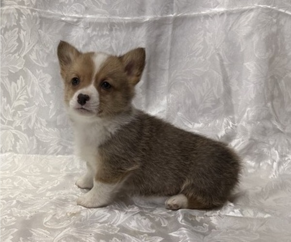 Medium Photo #3 Pembroke Welsh Corgi Puppy For Sale in STANLEY, WI, USA