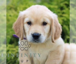 Golden Retriever Puppy for sale in LITITZ, PA, USA
